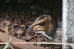 Javan mousedeer