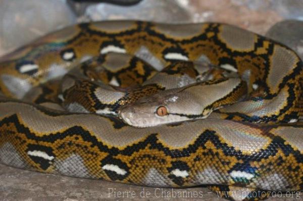 Reticulated python