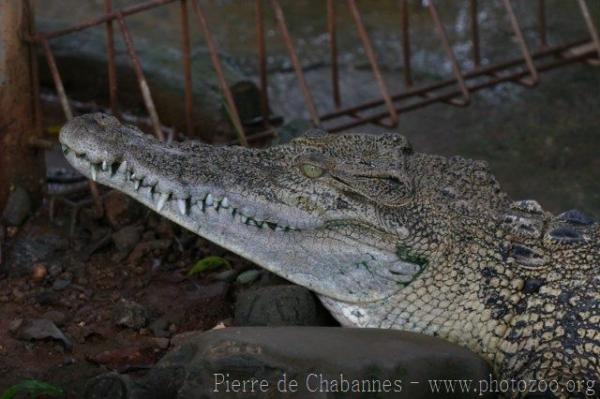 Saltwater crocodile