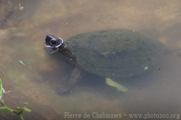 Oldham's leaf turtle