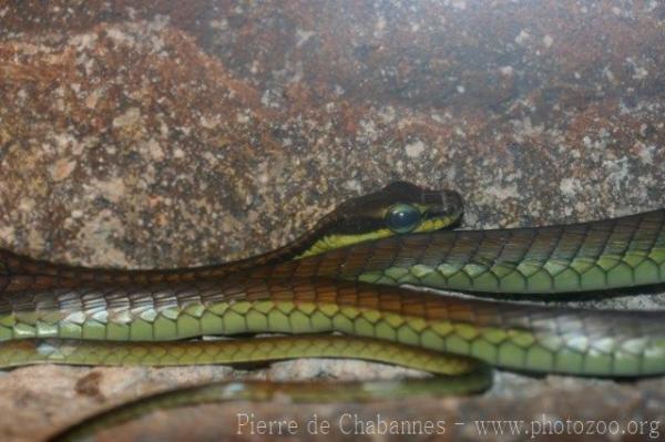 Elegant bronzeback