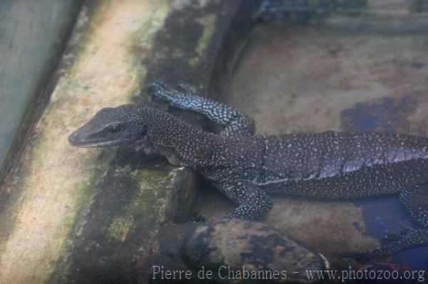 Bluetail monitor