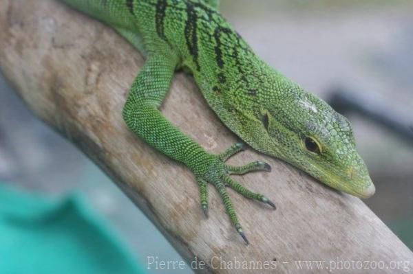 Emerald tree monitor