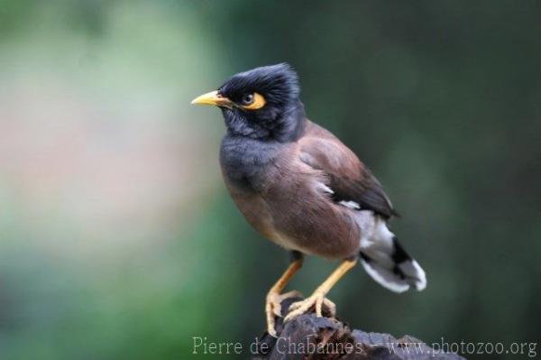 Common myna