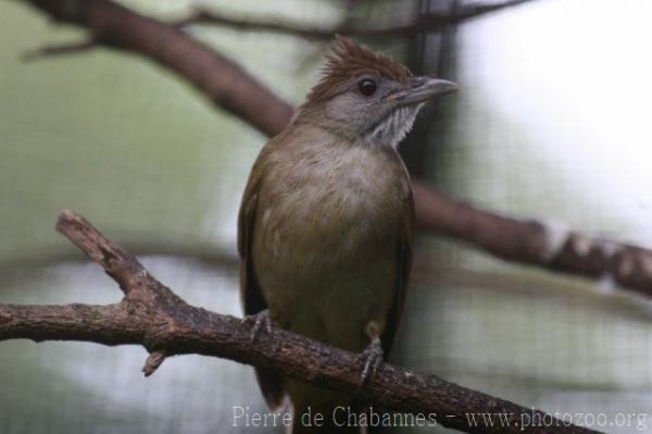 Chestnut-vented bulbul