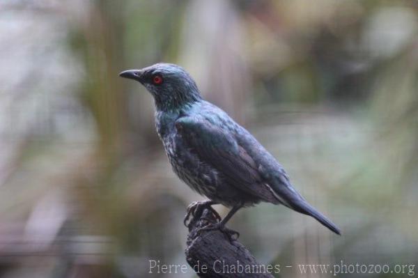 Asian glossy starling