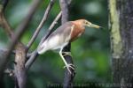 Javan pond heron