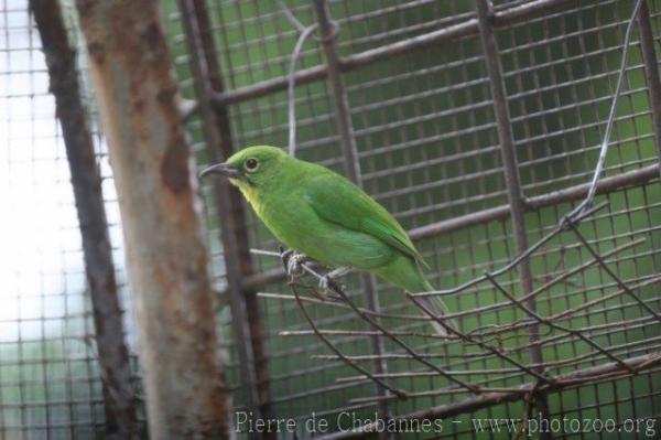 Greater green leafbird