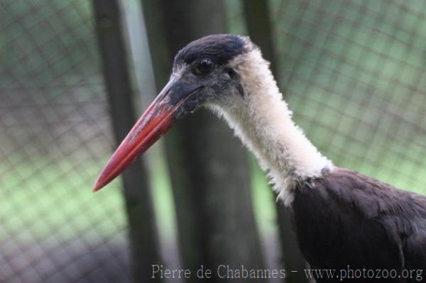 Woolly-necked stork