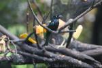 Javan drongo