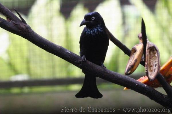 Javan drongo