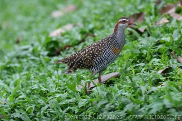 Buff-banded rail