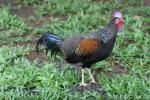 Green junglefowl