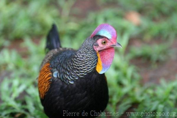 Green junglefowl