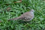 Barred dove