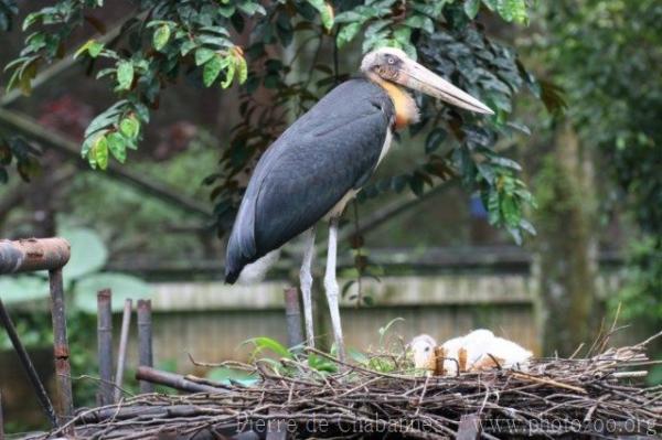 Lesser adjutant