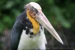 Lesser adjutant