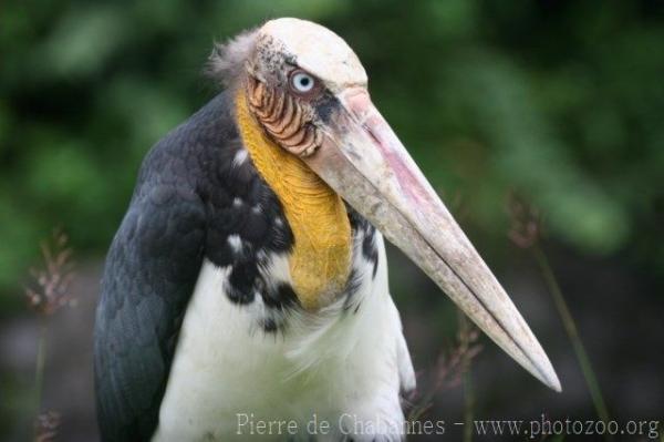 Lesser adjutant