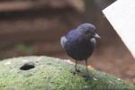 Javan whistling-thrush