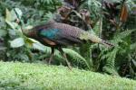 Green peafowl