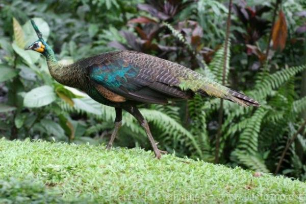 Green peafowl