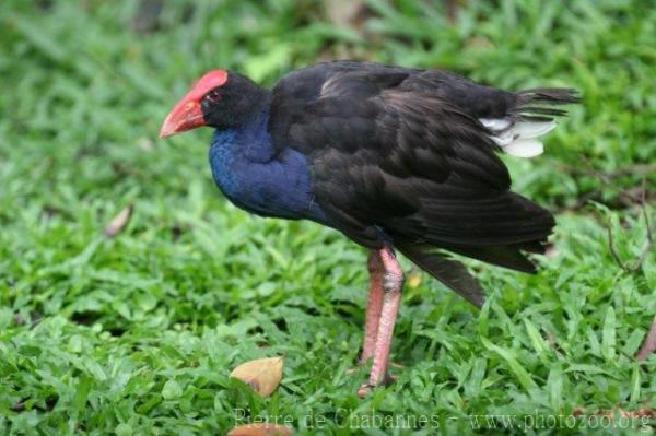 Sunda swamphen