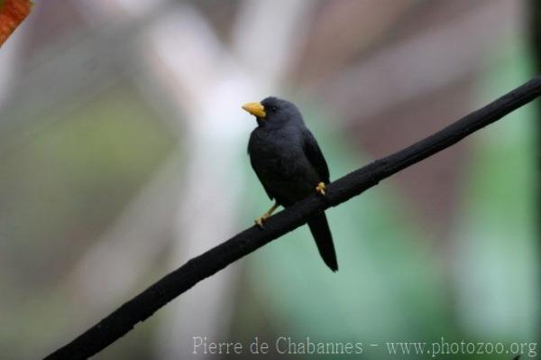 Grosbeak starling