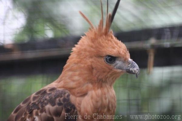 Javan hawk-eagle