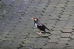 Javan pied starling