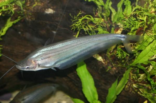 Side-striped ompok catfish