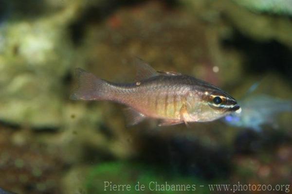 Moluccan cardinalfish