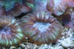 Flat cup coral