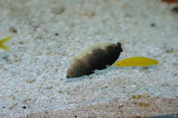 Yellowspotted wrasse