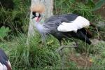 Grey crowned-crane