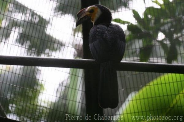 Sulawesi hornbill
