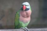 Javan moustached parakeet