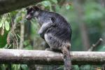Grizzled tree-kangaroo