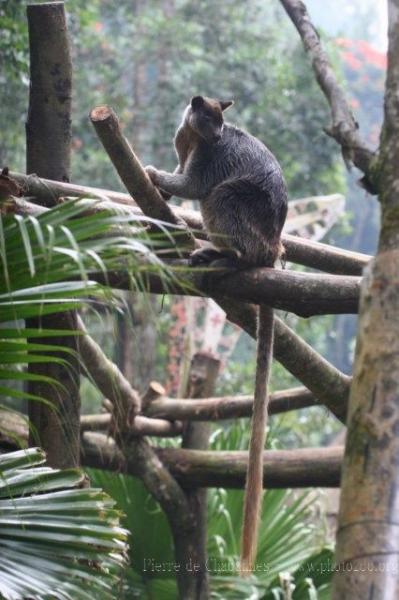 Grizzled tree-kangaroo