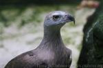 Grey-headed fish-eagle