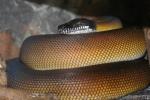Northern white-lipped python