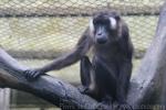 Siberut macaque