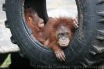 Sumatran orangutan