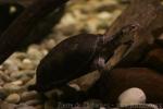 African keeled mud turtle