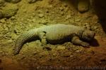 Egyptian spiny–tailed lizard