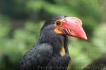 Writhed hornbill