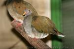 Jambu fruit-dove