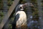 Visayan tarictic hornbill
