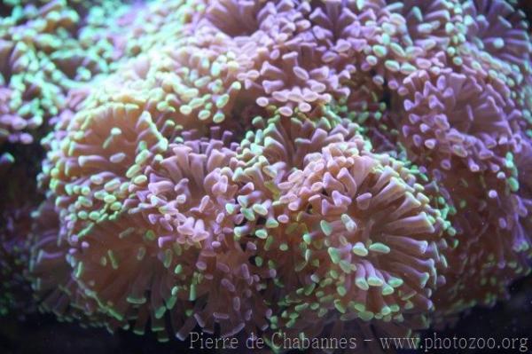 False anchor coral