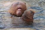 Pacific walrus