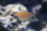 Redtail filefish